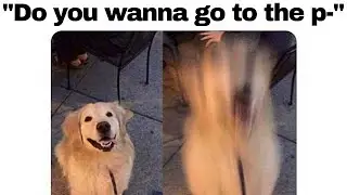 DOGGO MEMES