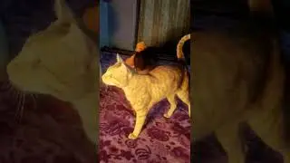 goldy ram bhakt #cutecat #love #goldy #ram #youtubeshorts