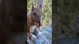 #squirrel