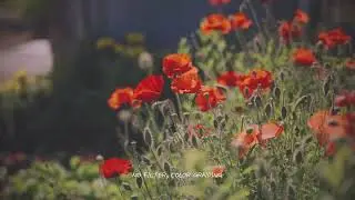 4K 슈나이더 True net Black 2 FILTER 비교샘플 1