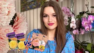 🌸Хризантелла. Посев. Выращивание. Уход🌸 Китайская астра - СТОИТ ЛИ ПЕРЕПЛАЧИВАТЬ ❓