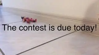 Stop motion contest