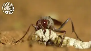 Wasps turns caterpillar into zombie