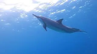 Playful Dolphin Circles Diver! (Sound On)  