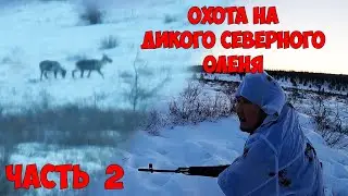 Охота на дикого северного оленя / Мирнинский улус РС(Я) / ЧАСТЬ 2