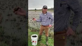 Apple Snail Edibility