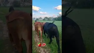 Что может быть лучше и красивее 🤣🌱🥩🍓🤠