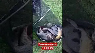 Наловили коропа, товстолоба та карася 20 кг. Панське озеро, як завжди порадувало #риболовляукраїна
