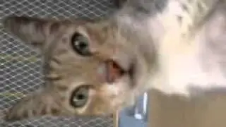 QSvids: Laba-laba den xD