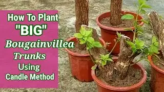 BOUGAINVILLEA BRANCH PLANTING FOR BONSAI