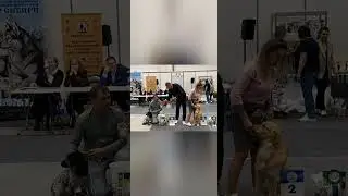 Альфа. Русский Спаниель.
