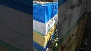 Ищем маточники. Полная разборка улья!