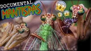Las Mantispas NO son Mantis! (Documental)