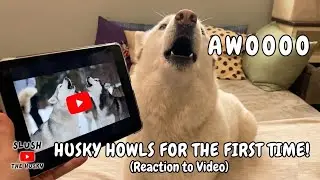 My Husky Learns How to Howl From a YouTube Video
