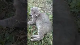 Кот в деревне летом.