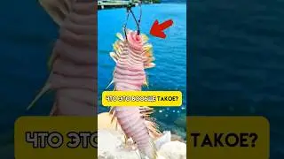 КИТАЙЦЫ СЬЕДЯТ ЭТО??????