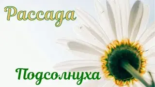 Подсолнух взашел!!!