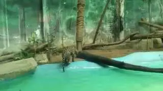 Ныряющий леопард