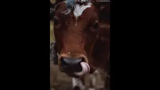Одного ведра мало!