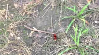 Safety In Nature - Cow Killer Ants