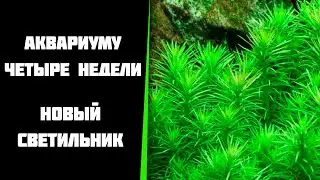 Аквариуму четыре недели. Новый светодиодный светильник.