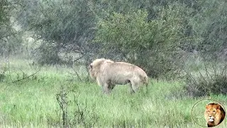 Casper The White Lion Caught In Heavy Rain In Kruger National Park