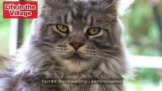 Maine Coon Cats: Amazing Facts About the Gentle Giants! 🐱 6 Interesting Facts About Maine Coon Cats.