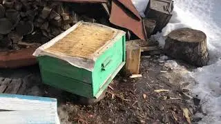 Вывод из тепленького места пчёл в Башкирии 😁🐝🐝🐝