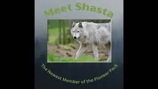 Shasta 3