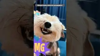 Поговорим ?)))  Изюм поддержит любой разговор, даже без вкусняшек )