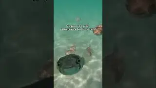 Анклет, браслет на ногу, самое модное летнее украшение