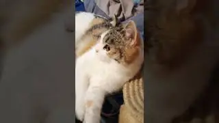 Без помощи киски Лиски, ну совсем не как😂🤗👍 