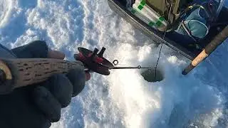 Новая катушка на судака и других... Подшипники.