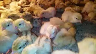 Перепела!У нас пополнение.Заводите перепелов.