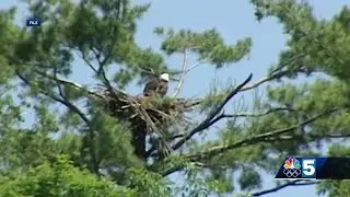 Bird Conservation Efforts