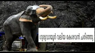 ഗുരുവായൂർ വലിയ കേശവൻ ചരിഞ്ഞു. Guruvayoor വലിയ keshavan died