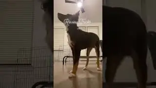 Biscuit’s Nightly Routine