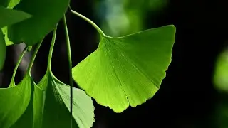 Ginkgo - das Urzeit-Fossil