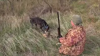 Striped hare hunting.