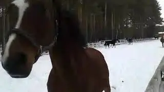КСК Белый единорог(3)