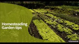 13 Homesteading Garden Tips – How To Start A Home Vegetable Garden