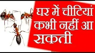 घर में एक भी चींटी नहीं रहेगी | चीटियां भगाने का जबरदस्त तरीका,