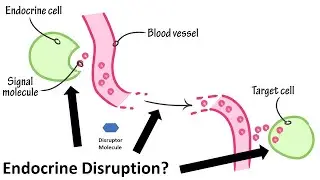 What Is Endocrine Disruption And Why Does It Matter?