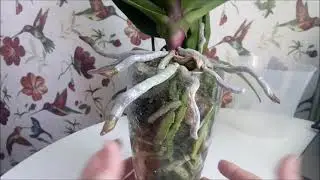 Орхидеи)))Февраль))  Грунт Орхиата? ИЛИ?)) Что лучше использовать))Мои наблюдения и выводы)))