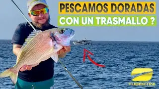 💛 SEGUIMOS EN RACHA CON LAS DORADAS NOS LANZAN UN TRASMALLO QUE PASO❓SURFCASTING 🖤