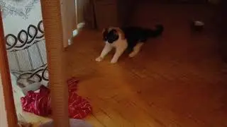 Masha cat's fighting with a t-shirt Кошка Маша бьётся с майкой