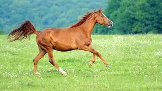 Hors