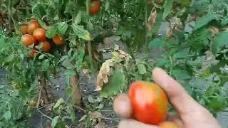 Вибираю помідори, ще не останні