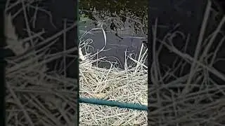 Жабки в Армавире