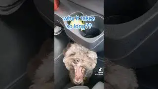 two impatient dogs